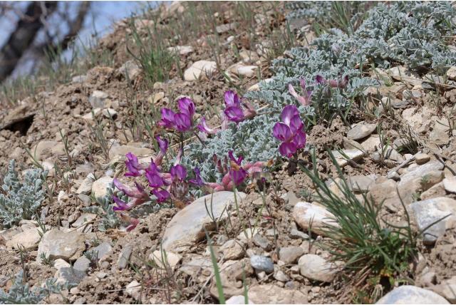 Utah astragalus