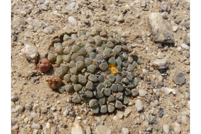 Oranje fenestraria