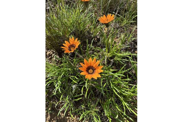 Omzoomde gazania