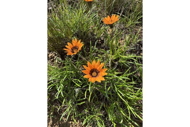 Gazania ciliaris -19187