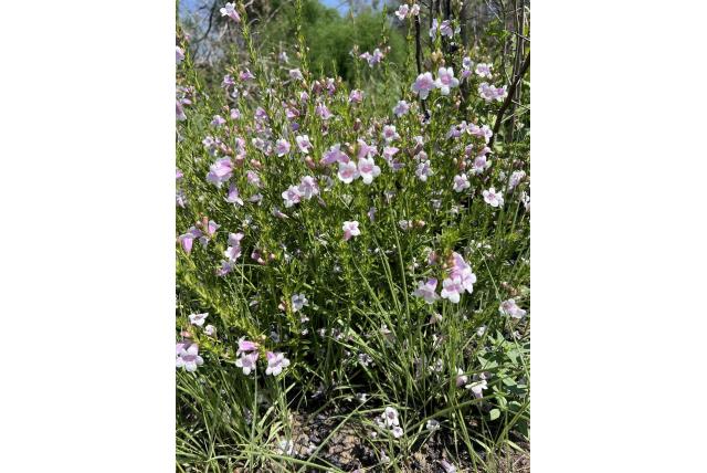 Ruwe graderia