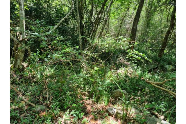 Grootbladige gymnosporia