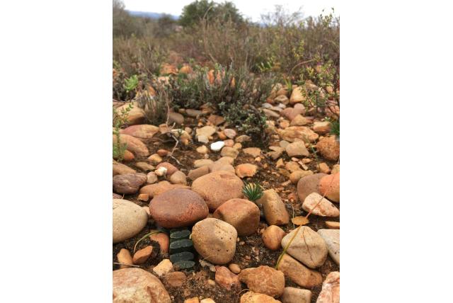 Afgeknotte haworthia Afgeknotte haworthia