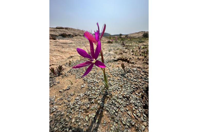 Hesperantha latifolia 19198