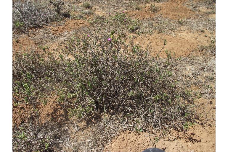 Delosperma gratiae&nbsp;19200
