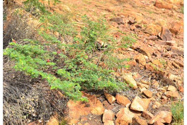 Harige indigofera