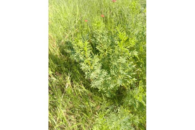 Indigofera met verborgen bloemen
