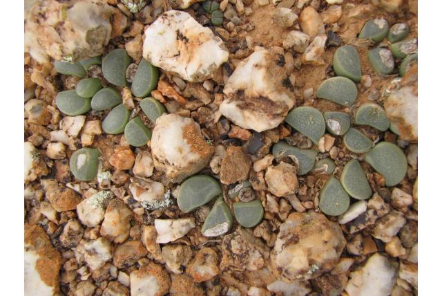 Divergerende lithops