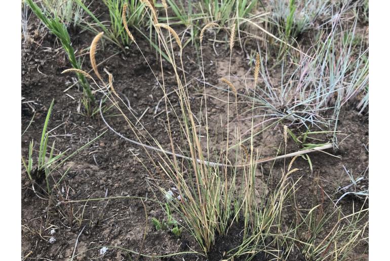 Microchloa afra&nbsp;19209