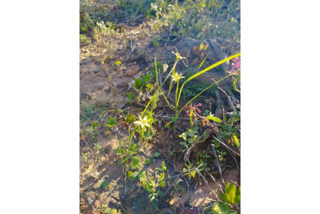 Hangende moraea