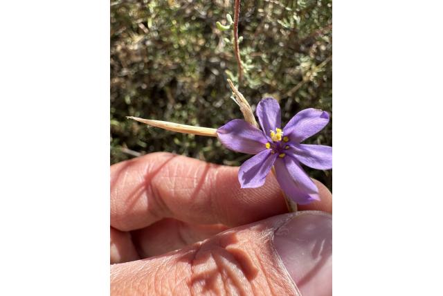 Bescheiden moraea