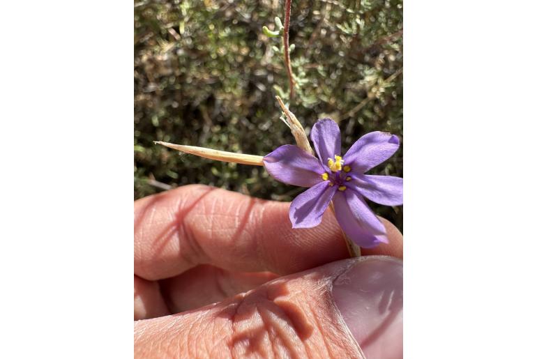 Moraea verecunda -19212