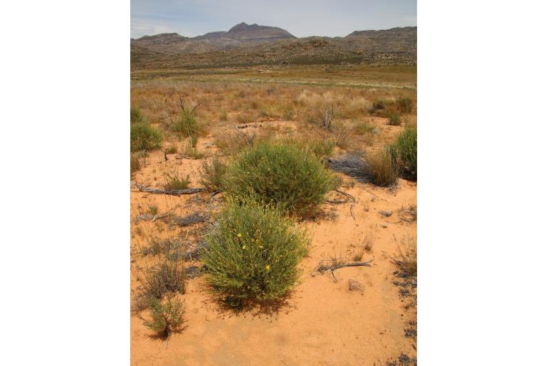 Othonna leptodactyla -19219