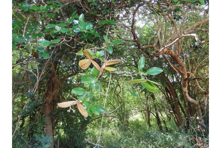 Pristimera delagoensis 19222