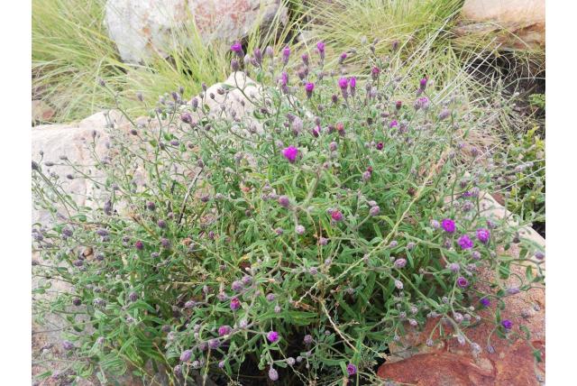 Poske's polydora