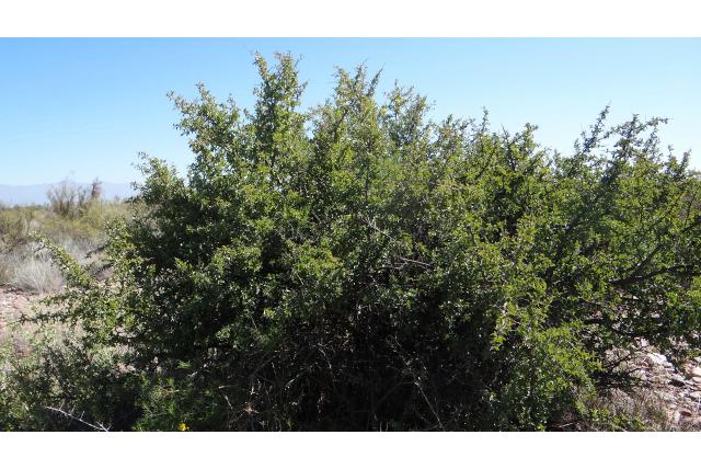 Amerikaanse ximenia