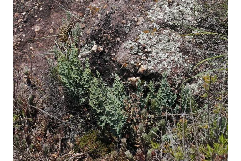 Hemionitis calomelanos -19242