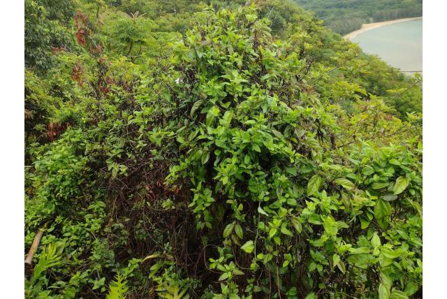 Chenopodium-achtige pseudogynoxys
