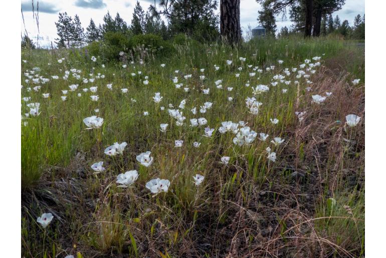 Calochortus eurycarpus -19278