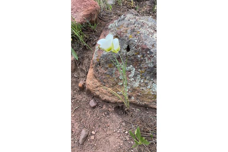 Calochortus gunnisonii -19279