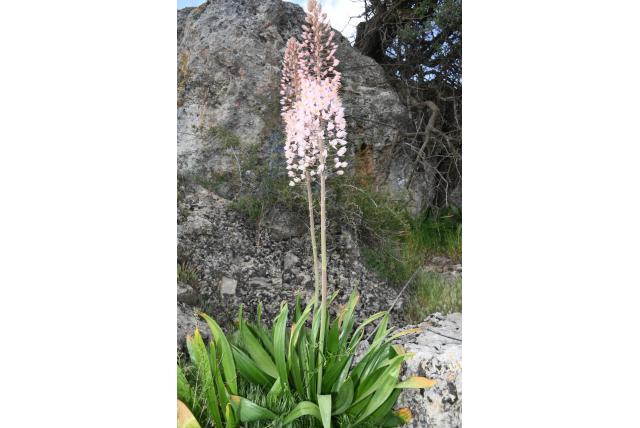 Aitchison's eremurus