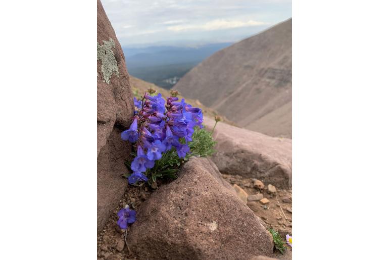 Penstemon uintahensis 19294