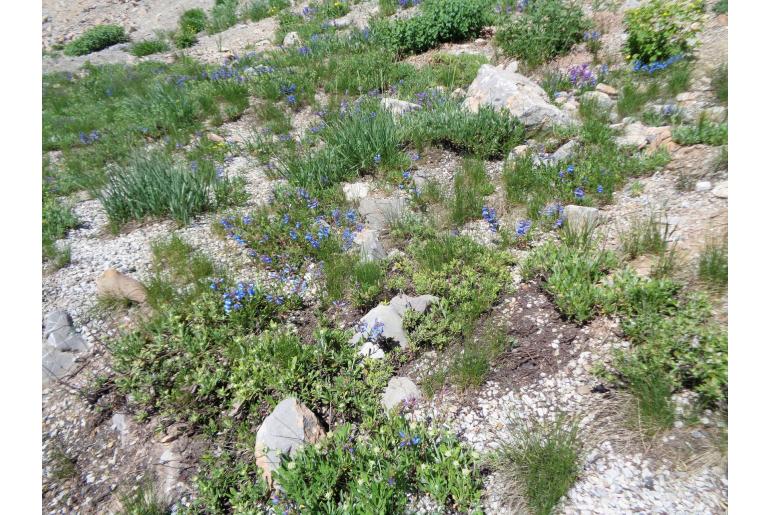 Penstemon leonardii 19297