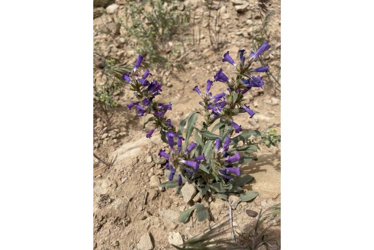 Penstemon moffatii 19298