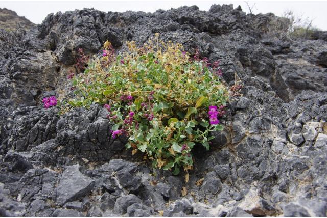 Gesteelde penstemon