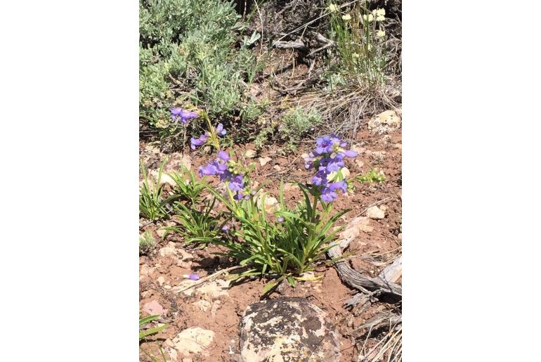 Penstemon scariosus 19300