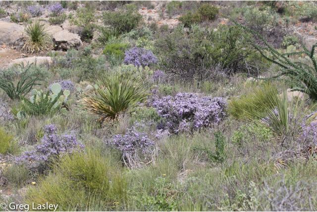 Kleine leucophyllum