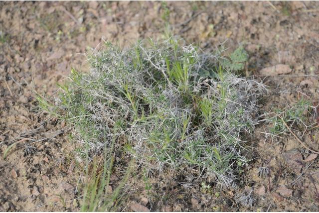 Puntblad gypsophylla
