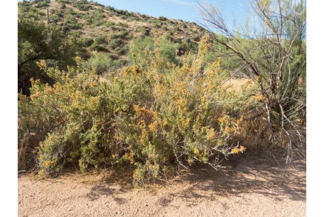 Thurber's anisacanthus