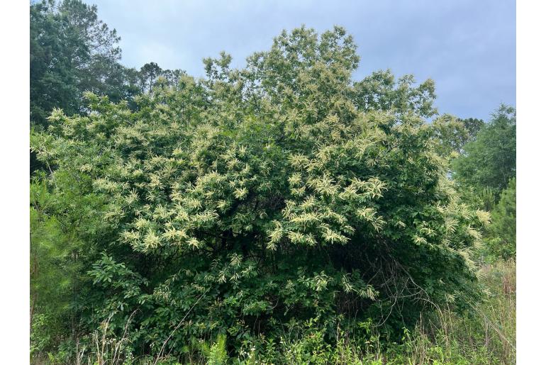 Castanea pumila 19314