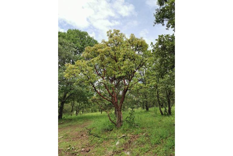 Arbutus arizonica -19315