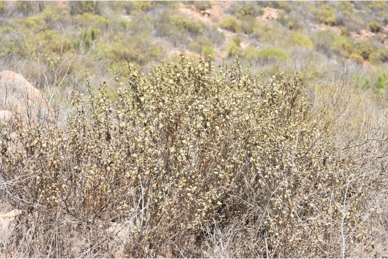 Artemisia tridentata ssp vaseyana 19317