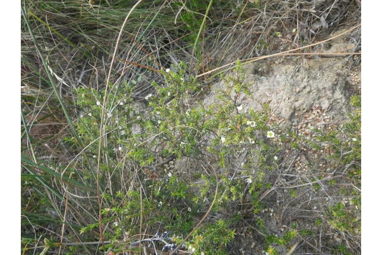 Diosma aspalathoides&nbsp;19336