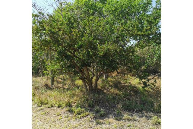 Ehretia anacahuite