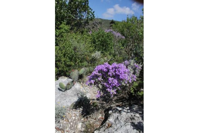 Witte leucophyllum