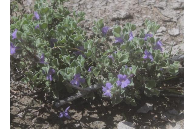 Dauwachtige leucophyllum