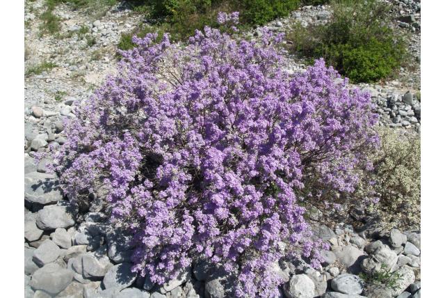 Leucophyllum met samengevoegde bladeren