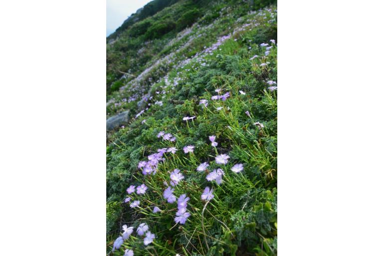 Dianthus longicalyx&nbsp;19353
