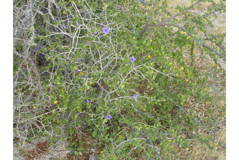 Ruellia californica ssp peninsularis -19354