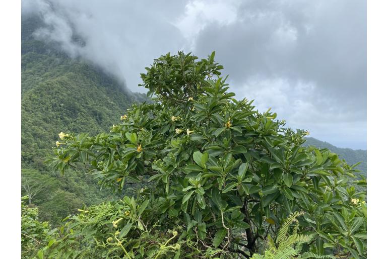 Fagraea berteroana&nbsp;19355