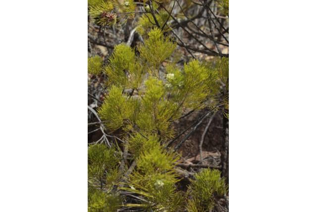 Kleine cipres gymnostoma