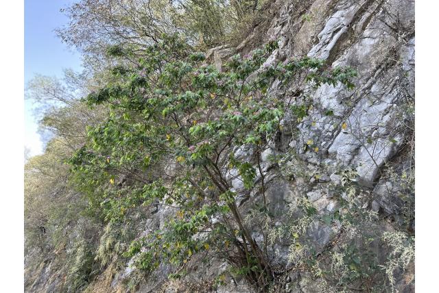 Bartlett's bauhinia