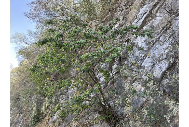 Bauhinia bartlettii -19366