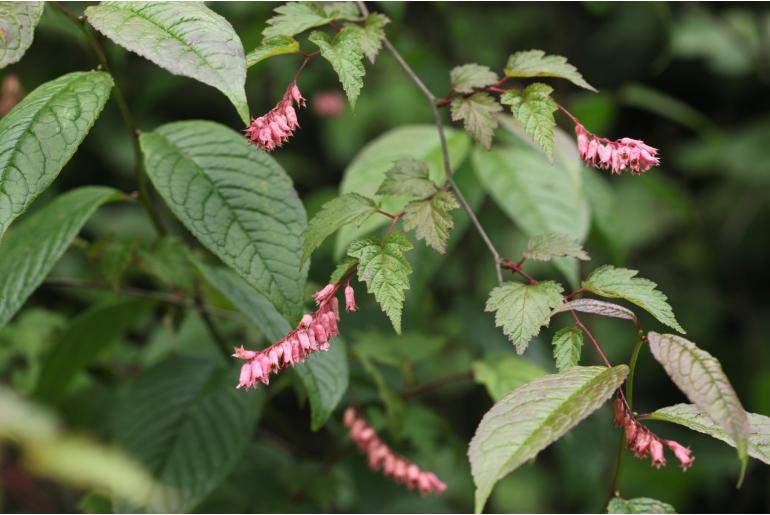 Neillia sinensis -19372