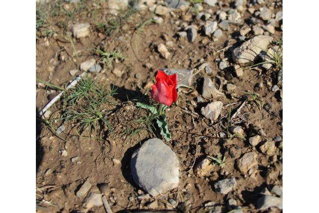 Korolkov's tulp