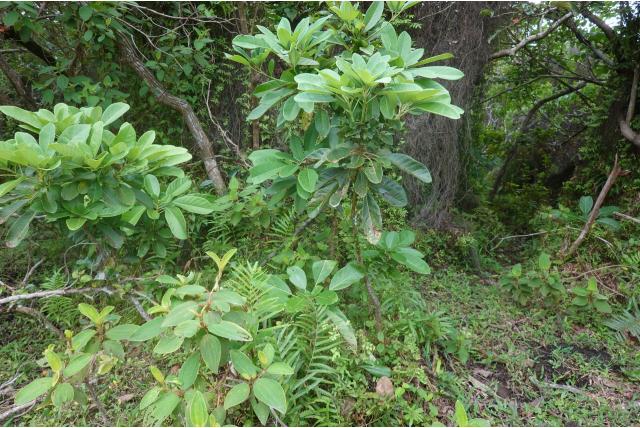 Kelk daphniphyllum